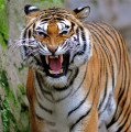 Атака тигра